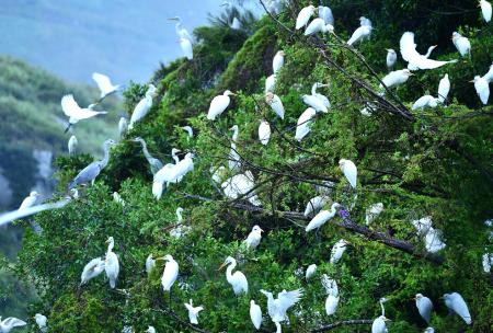 候鳥遷徙遇颱風，白鷺鷥群聚東引島東湧水庫暫歇。（圖／文：陳其敏）