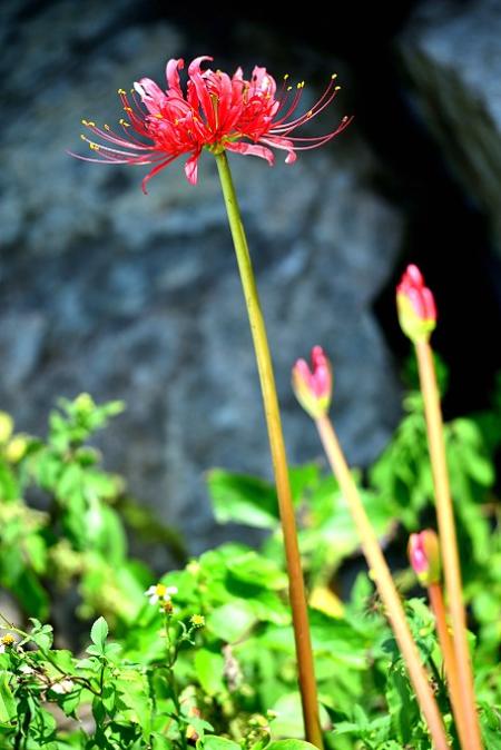 東引紅花石蒜姍姍綻放，棲地受海桐等植物強勢占領，花影是越來越稀疏。（圖／文：陳其敏）
