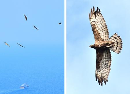 東引天空迎來上百隻灰面鵟鷹飛舞盤旋，為島嶼秋冬賞鳥季揭開序幕。（圖／文：陳其敏）