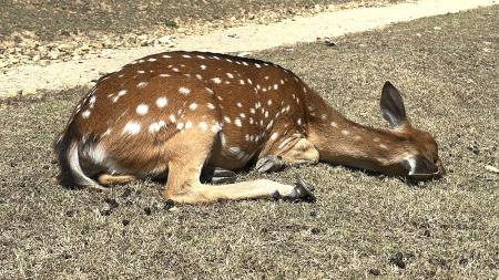 維護遊客安全　獸醫團隊登島鋸除鹿角