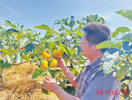 江洋村太秋甜柿進入收穫期。