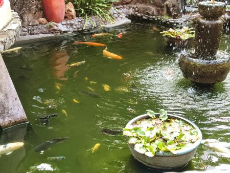 水池的鯉魚。
