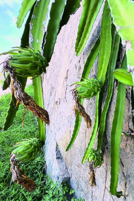 東引「中柱港」大字上方「岩壁火龍果」，今年結果大爆發，綻放出頑強生命姿態。（圖／文：陳其敏）