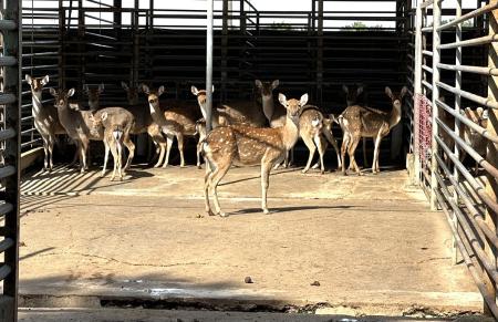 強化大坵梅花鹿管理效能　縣府民間鹿園取經