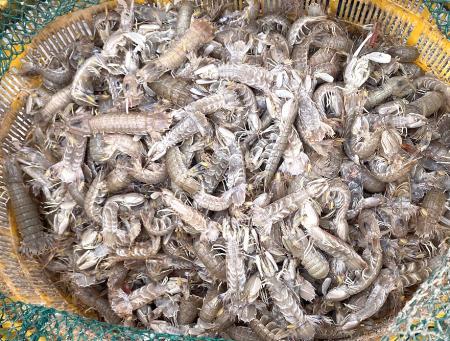 北竿橋仔定置捕獲蝦蛄，漁民分揀漁獲，現場一片忙碌。（圖／文：鄭禮頤）