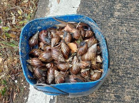 近日連日陰雨，馬祖有居民在自家菜園裡撿拾滿滿一桶非洲大蝸牛，欲作堆肥使用。（圖：讀者提供）