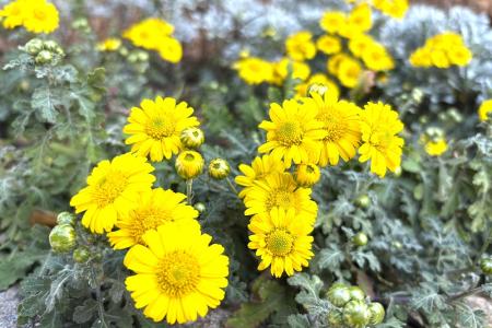 東引島多處角落已能見到細葉假黃醃菜與油菊花悄然盛放，為秋冬海島增添動人色彩。 （圖／文：陳其敏）