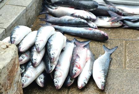 東引十二棟街頭，新鮮捕撈的烏魚成堆擺放在地面，魚身銀亮，宣告著烏魚季登場了。（圖／文：陳其敏）
