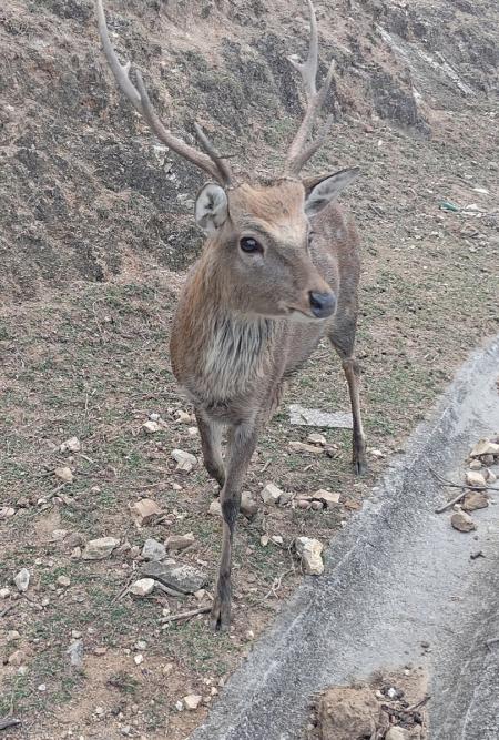 大坵島梅花鹿進入發情期，縣府提醒遊客提高警覺，確保安全並維護鹿群生態。（圖：縣府產發處）