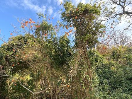 豆梨花提前綻放、野生柿子亮果迎冬，芹壁山路把季節的雙重驚喜隱放在路旁。（圖／文：鄭禮頤）
