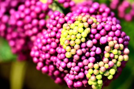 馬祖紫珠正值結果期，亮紫色漿果成串掛滿枝頭，是初冬馬祖山野中最迷人的視覺焦點。（圖／文：陳其敏）