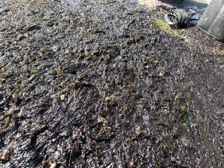 紫菜現蹤！西莒菜浦澳居民享受邊釣魚邊採紫菜的樂趣。（圖／文：宋幸儒）