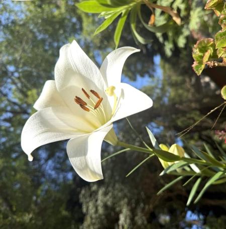 近日在馬祖一隅可見百合悄然綻放，為冬日景致增添一抹嬌豔色彩。（圖／文：王致潔）