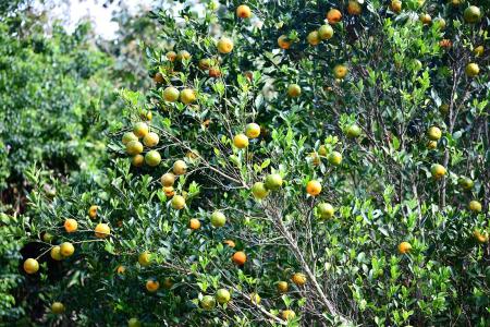 東引北海坑道附近的野生柑橘掛滿枝頭，橙黃果實在陽光下閃耀，卻因酸澀無人採摘。（圖／文：陳其敏）