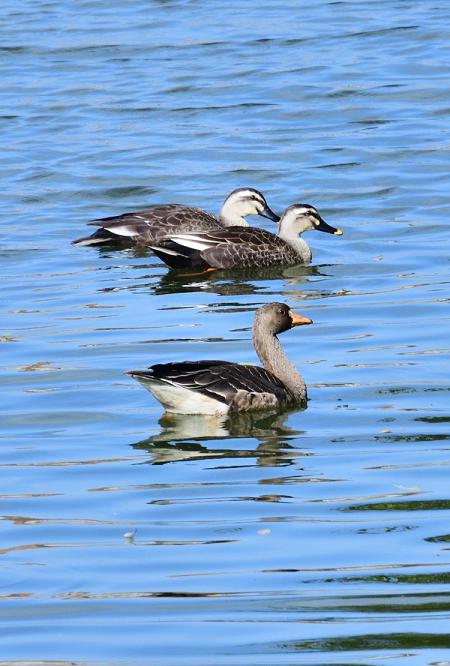 東湧水庫迎來過冬水鳥，花嘴鴨等雁鴨現身在寧靜水面悠閒划水。（圖／文：陳其敏）