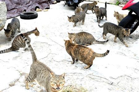 西引島三家村附近聚集眾多流浪貓，貓咪一湧而出的場景很吸睛。（圖／文：陳其敏）