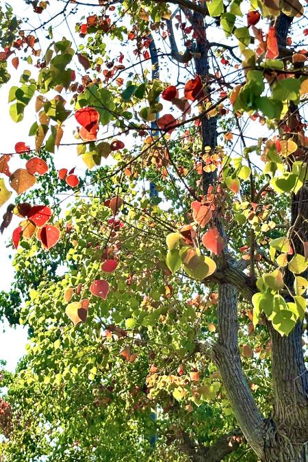 南竿機場道路旁烏桕樹葉色轉紅，在陽光照耀下更顯晶透亮麗，為冬日道路增添繽紛景致。（圖︰讀者提供）