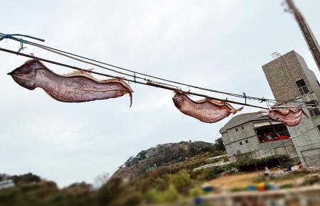 東莒居民將新鮮鰻魚剖開處理後掛起日曬，趁著好天氣一次完成。（圖／文：蔡夢玲）