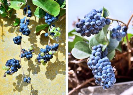 寒冬季節　「木防己」頑強生長，展現生命韌性