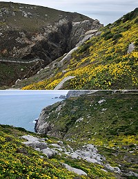 　菊花開，滿地香！（圖／文：陳其敏）