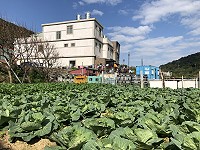 　&#22338;里農地高麗菜和白蘿蔔長得好，預估月內陸續收成。（圖／文：陳鵬雄）