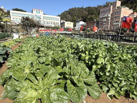 雖然近日氣溫偏低，但「馬祖冬季三寶」高麗菜、大白菜與白蘿蔔長勢喜人，碩大肥美的綠葉為寒冬增添滿滿生命力。（圖／文：王致潔）