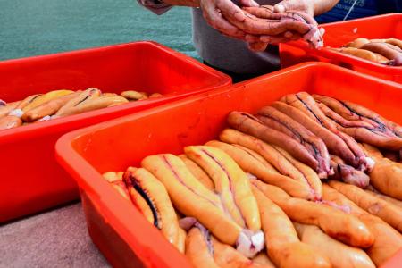 東引野生烏魚子在冬季低溫與寒風環境下自然風乾，魚卵顆粒飽滿、色澤透亮，是歲末年終的限定珍饈。（圖／文：陳其敏）
