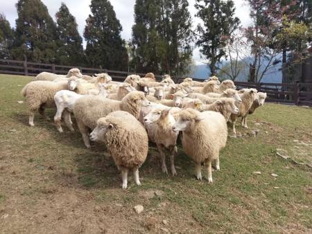 清境農場的羊群。