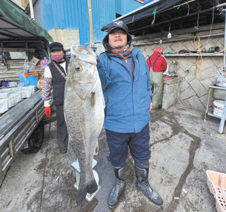 北竿橋仔漁港8日出現亮眼漁獲，在地漁民捕獲近二十斤大型鱸魚。（圖：漁民提供／文：鄭禮頤）