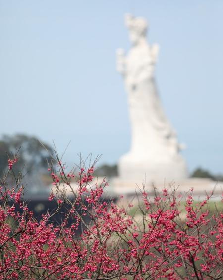 等待．回望　山海間櫻花綻放的馬祖。（圖片提供：王建華）