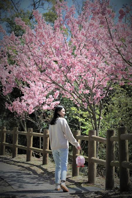 等待．回望　山海間櫻花綻放的馬祖。（圖片提供：王建華）