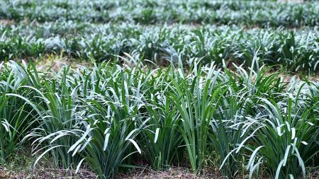 東引特有植物換錦花、紅花石蒜，有著「有花就沒葉、有葉就沒花」的個性，盛夏美艷動人，冬天則逆勢出葉，鬱鬱蔥蔥，宛如一畦青蒜。（圖／文：陳其敏）