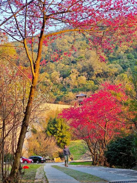 等待．回望　山海間櫻花綻放的馬祖。（圖片提供：王建華）