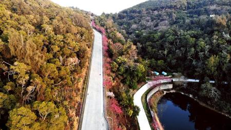 等待．回望　山海間櫻花綻放的馬祖。（圖片提供：王建華）