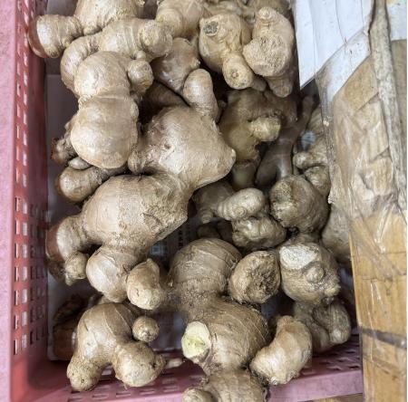 近日馬祖寒意漸濃，生薑成熱門食材，需求熱絡。（圖／文：王致潔）
