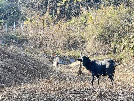 產發處在北竿抓獲14隻遊蕩羊，目前收容在動物之家。（圖／文：馮紹夫）