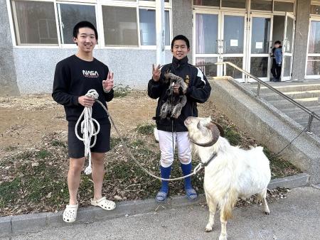 馬祖高中新添校羊，這隻愛吃又討喜的羊寶寶迅速成為校園新焦點，為校園增添不少歡樂與生氣。（圖／文：王致潔）