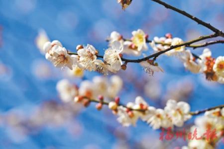 永泰盛開的梅花。