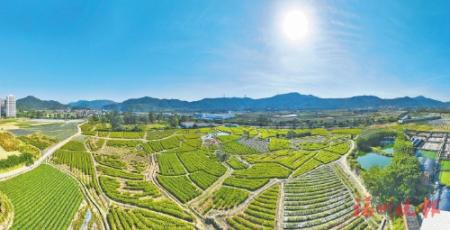 馬厝村的茉莉花種植基地。