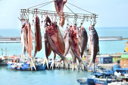 東引魚韻。（圖／文：陳其敏）