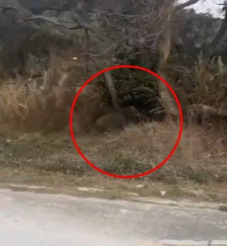 坂里40據點道路旁發現山豬活動，提醒民眾夜間提高警覺。（圖：鄉親提供／文：鄭禮頤）