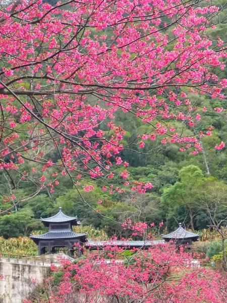 等待．回望　山海間櫻花綻放的馬祖。（圖：王建華、本報資料室）