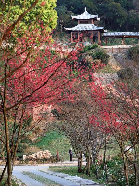 等待．回望　山海間櫻花綻放的馬祖。（圖：王建華、本報資料室）