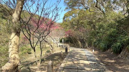 等待．回望　山海間櫻花綻放的馬祖。（圖：王建華、本報資料室）