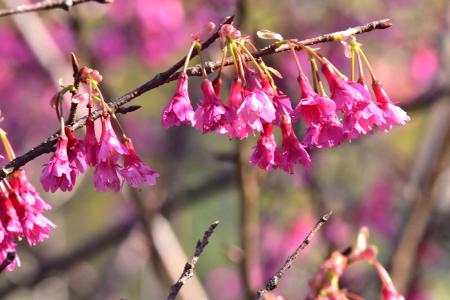 等待．回望　山海間櫻花綻放的馬祖。（圖：王建華、本報資料室）