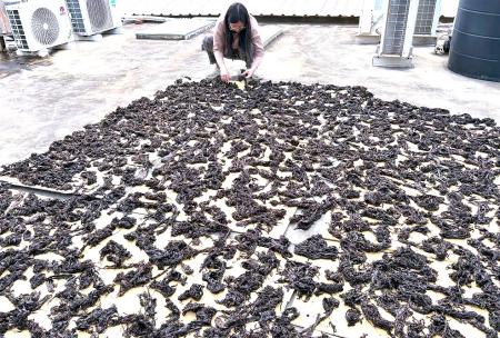 「大沙」再現黑金，從南引島帶回的野生紫菜，在冬陽下漸漸收斂了潮汐的濕潤，凝結成著墨綢般的深邃光澤。（圖／文：陳其敏）