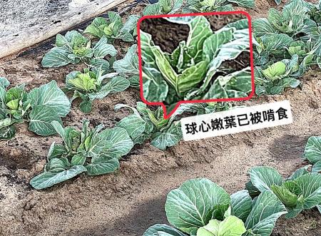 野山羊群近日闖入農田覓食，結苞期高麗菜遭啃食缺口明顯，農友看著心血被「掃菜園」無奈又心疼。（圖／文：蔡夢玲）