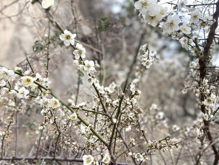 北竿大道旁白梅寒冬美麗綻放，白色花朵點亮道路景觀，增添季節氣息。（圖／文：鄭禮頤）