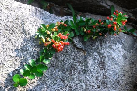 隆冬時節，東引原生植物刺裸實結出紅心般的袖珍蒴果，在綠葉與尖刺中顯得格外鮮麗惹眼，是馬祖嚴冬中少見的亮麗景色。（圖／文：陳其敏）