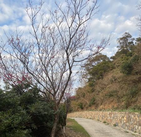 橋仔懷恩道場前方道路單株櫻花率先綻放，為春季景觀增添一抹鮮紅。（圖／：文鄭禮頤）
